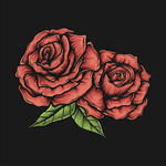 玫瑰插画
