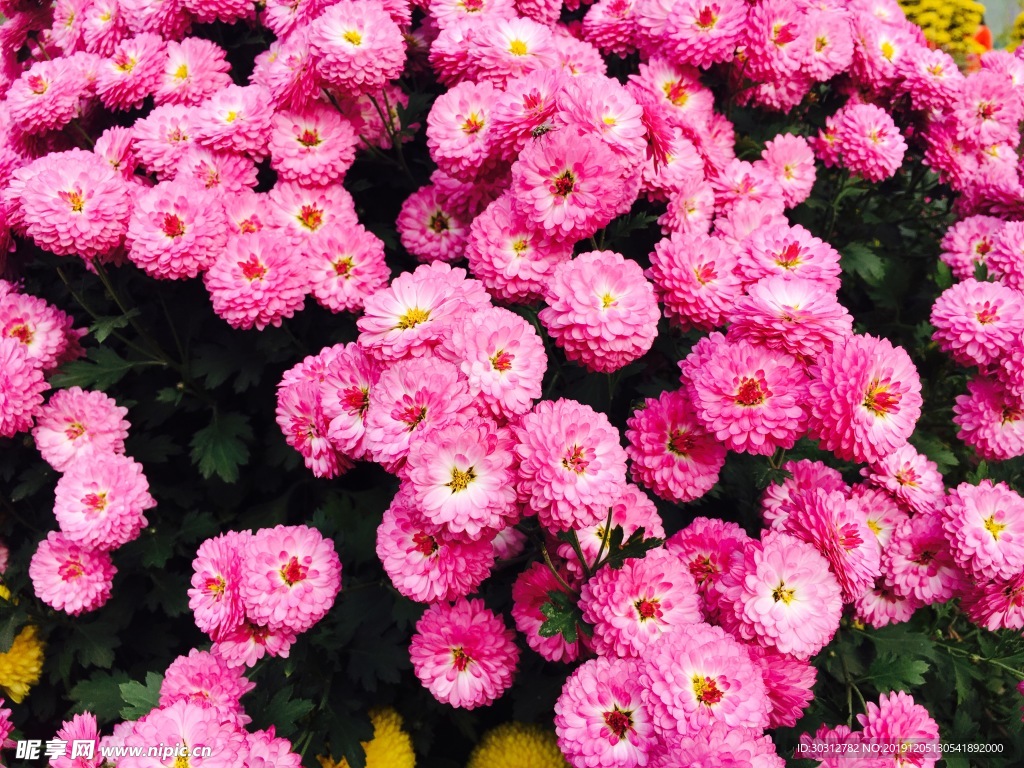 红菊花