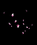 玫瑰花
