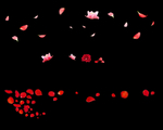 玫瑰花