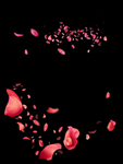 玫瑰花