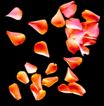 花瓣