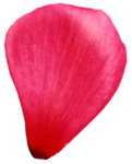 红色花瓣