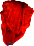 玫瑰花