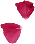 花瓣