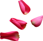 花瓣