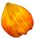 花瓣