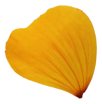 黄色花瓣