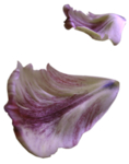 紫色花瓣
