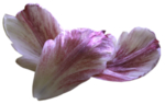 紫色花瓣