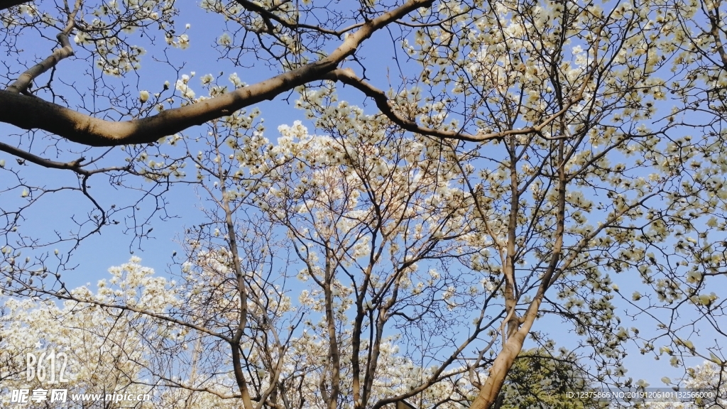 白玉兰2