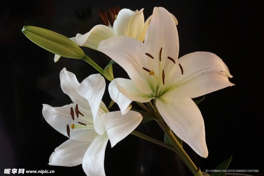 百合花