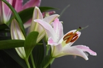 百合花