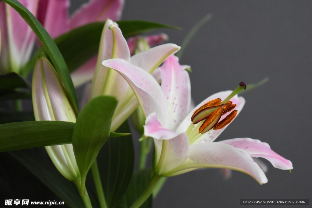 百合花