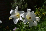 百合花