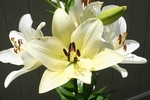 百合花