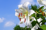 百合花