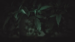 绿色 树叶 植物 背景 树枝
