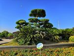松树