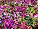 石竹花-花海