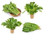 波菜