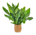 波菜