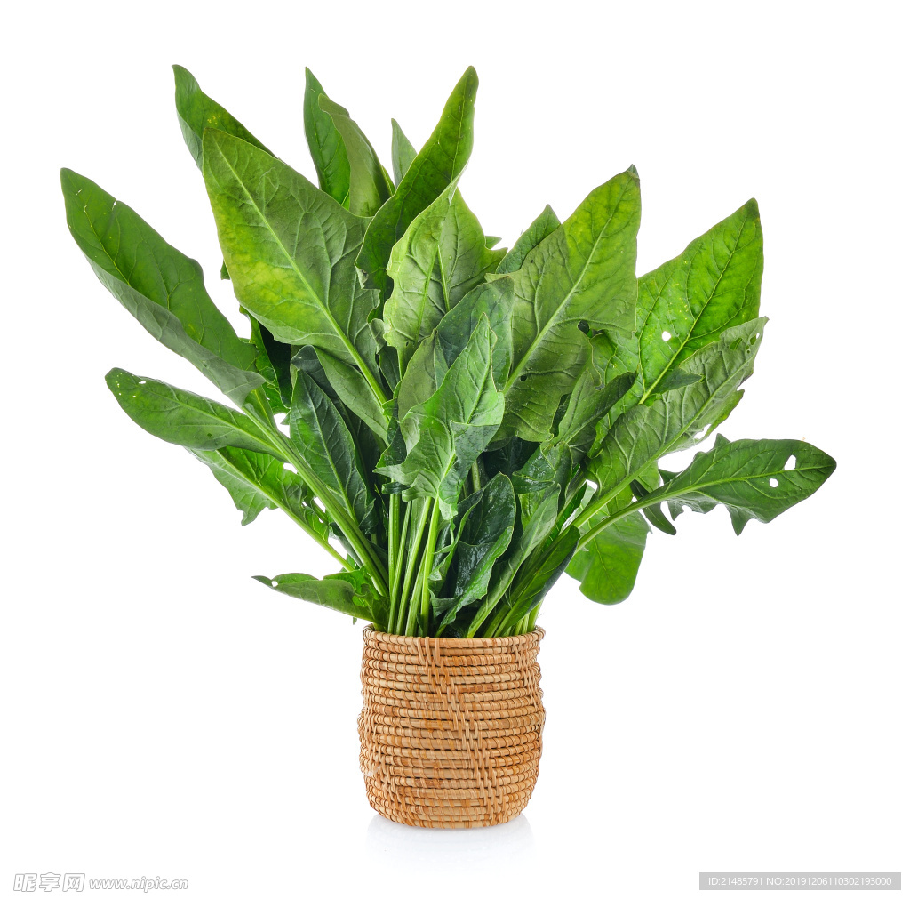 波菜