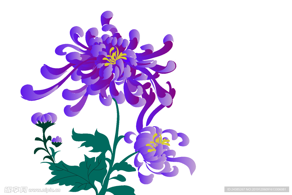 手绘菊花