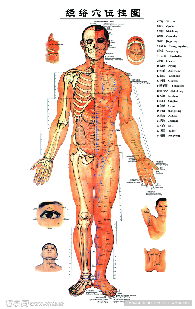 经络穴位图