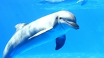 海豚