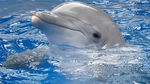 海豚