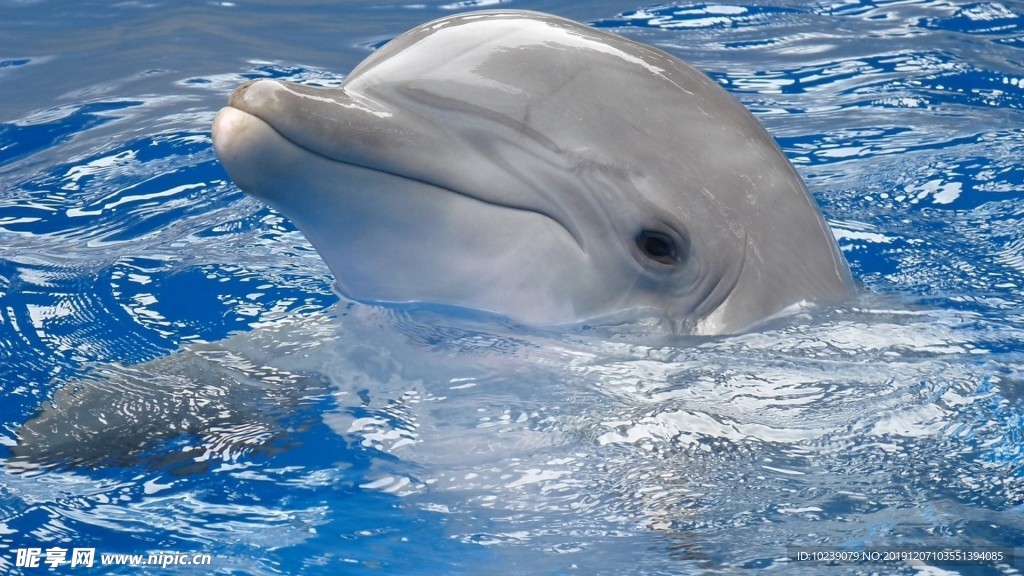 海豚