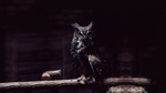 猫头鹰