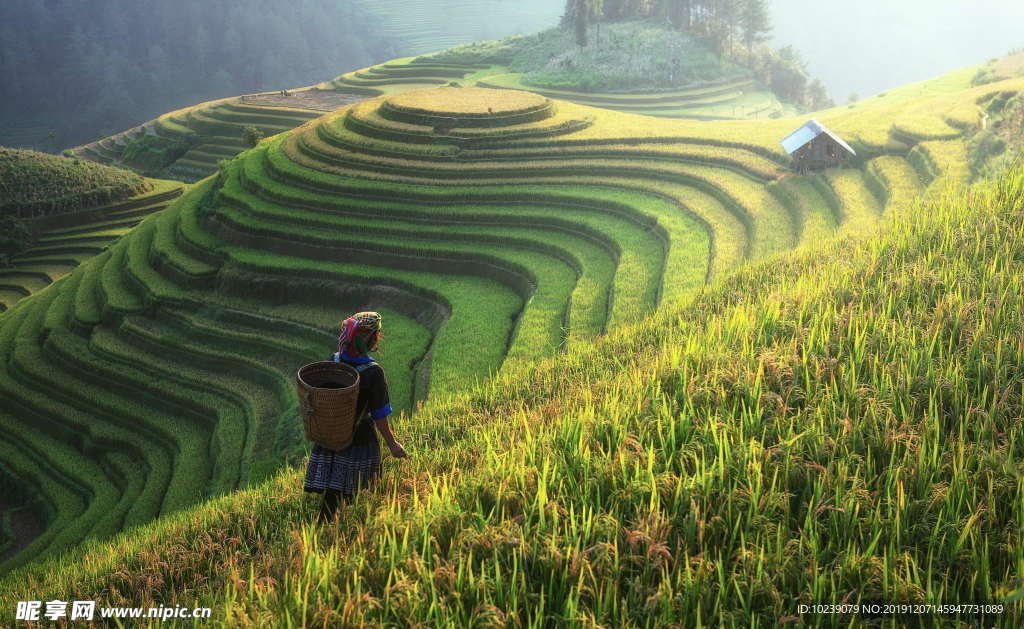 绿色梯田风景