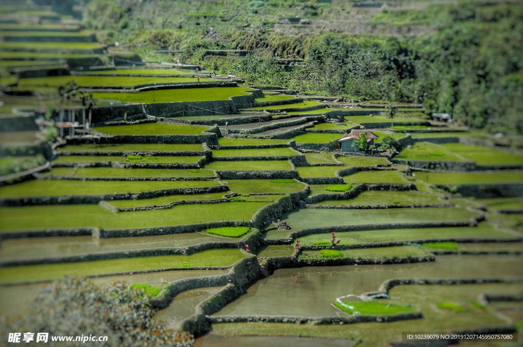 绿色梯田风景