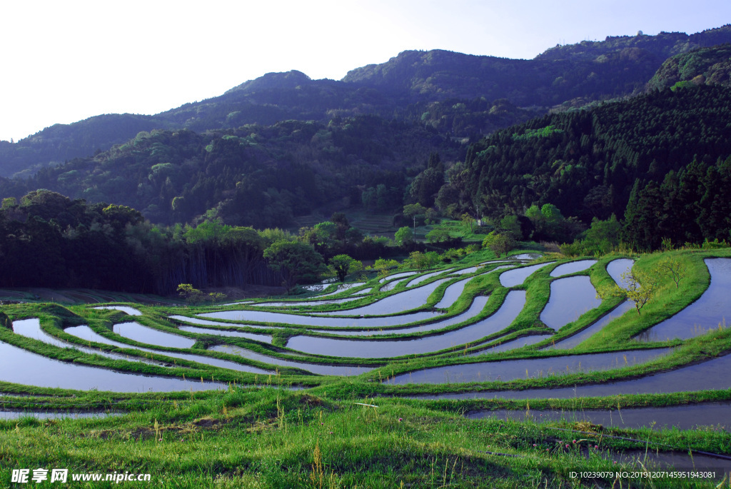 绿色梯田风景