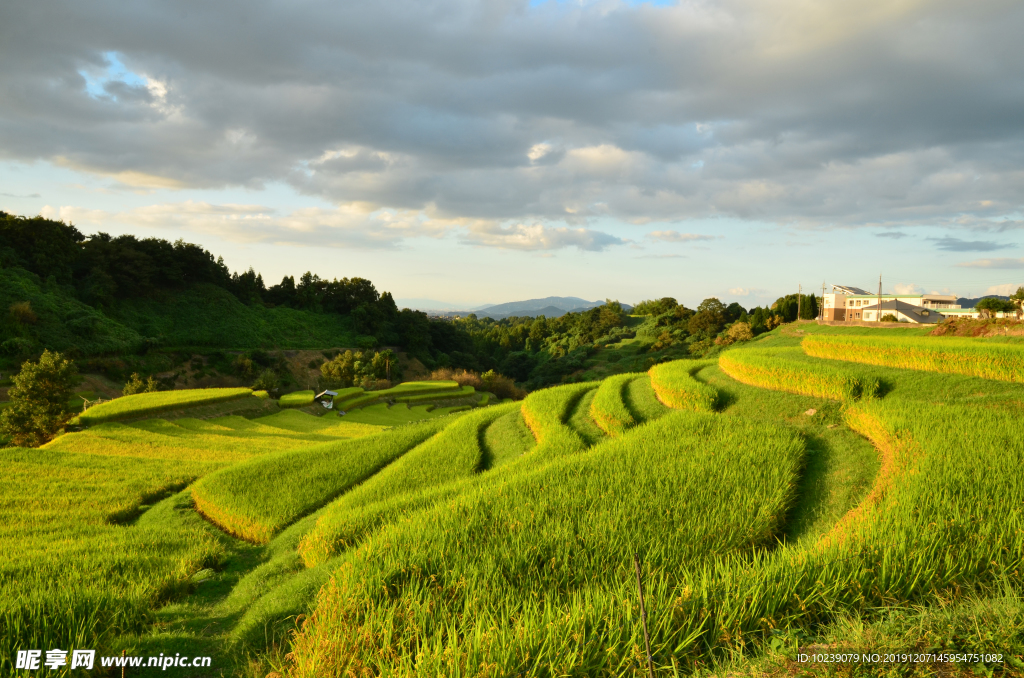 绿色梯田风景