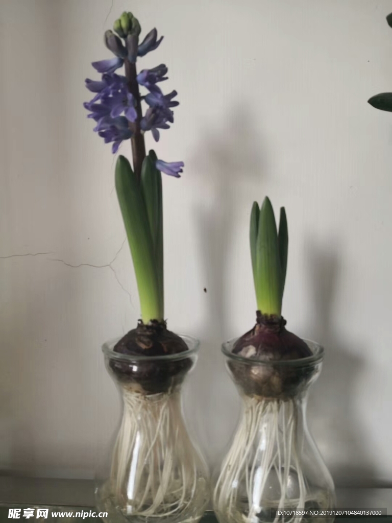 花卉