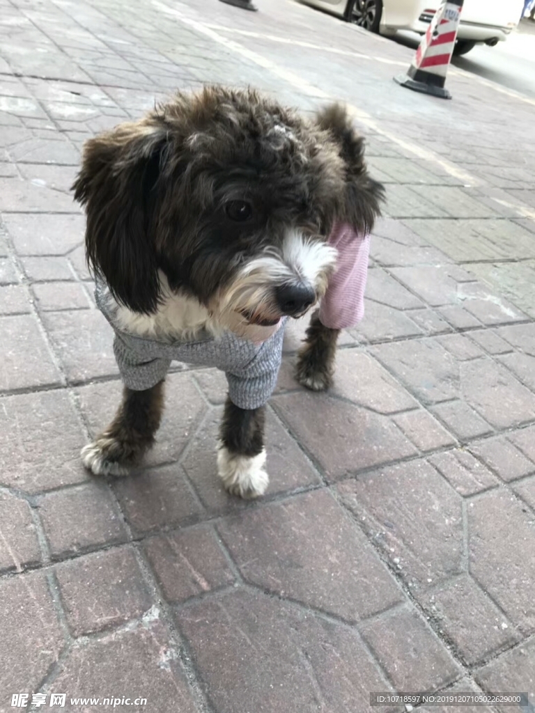 狗狗