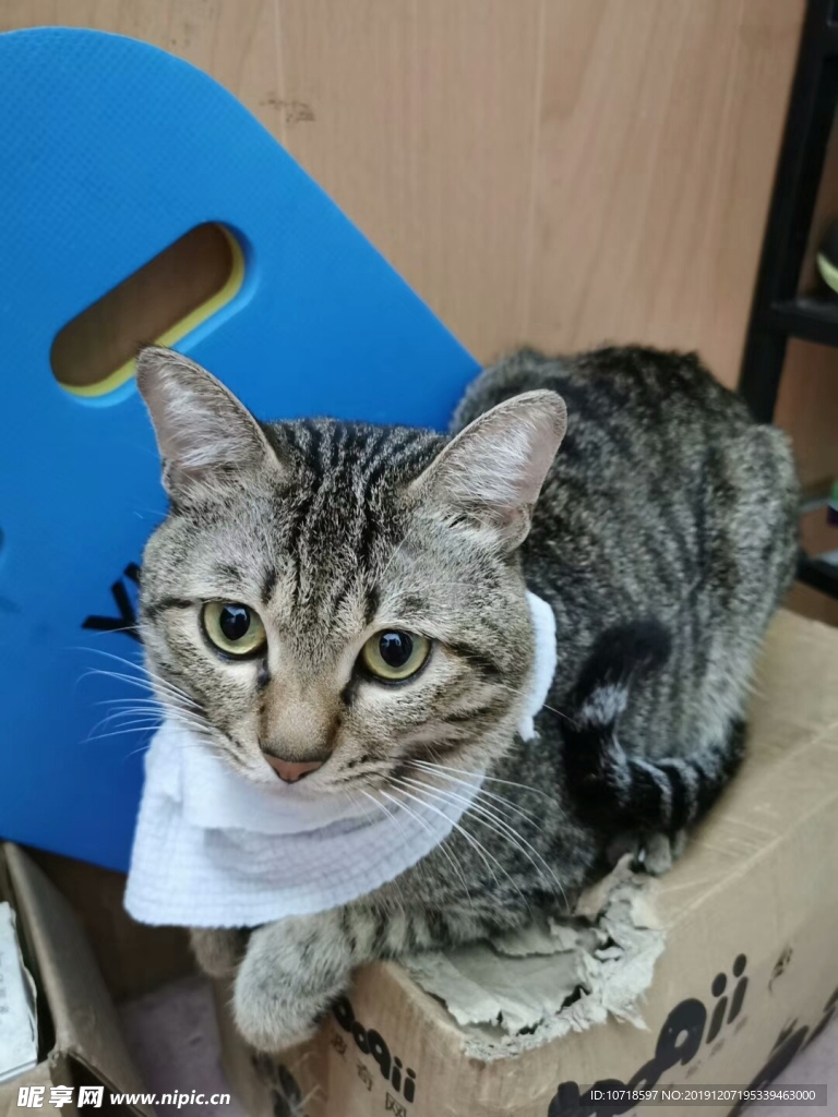 猫