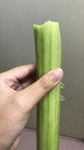 黄瓜