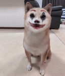 猫狗
