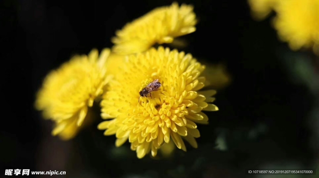 鲜花