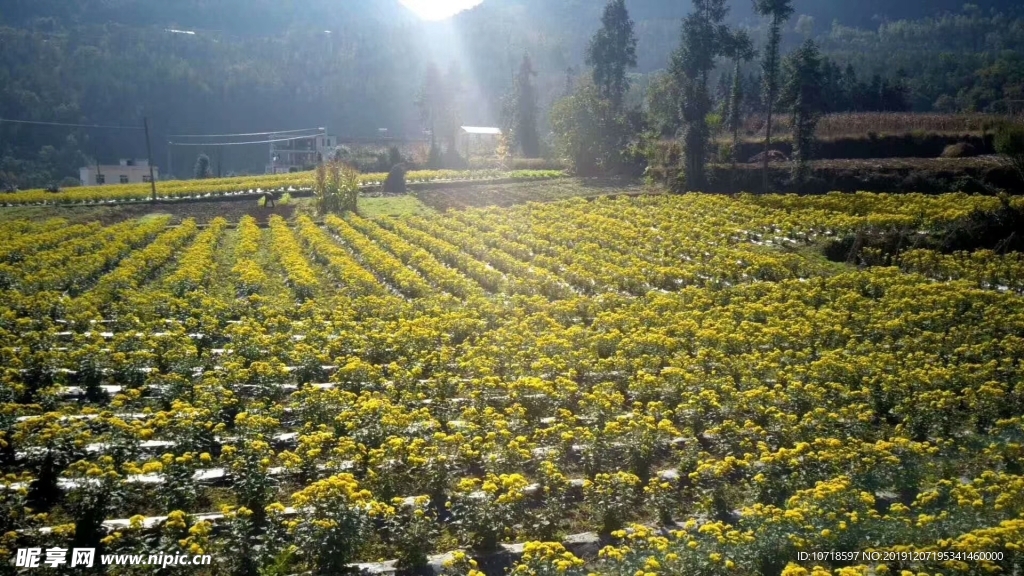 鲜花