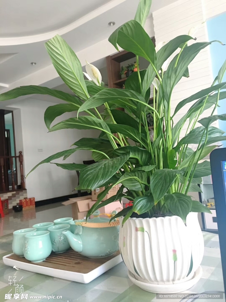 花卉