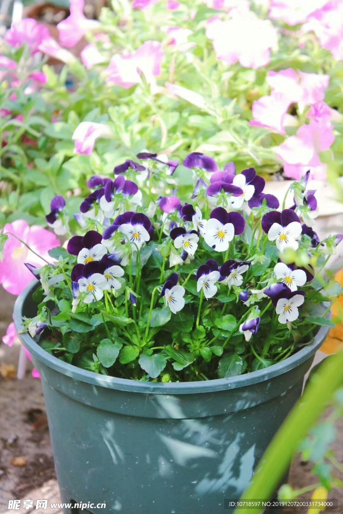 鲜花