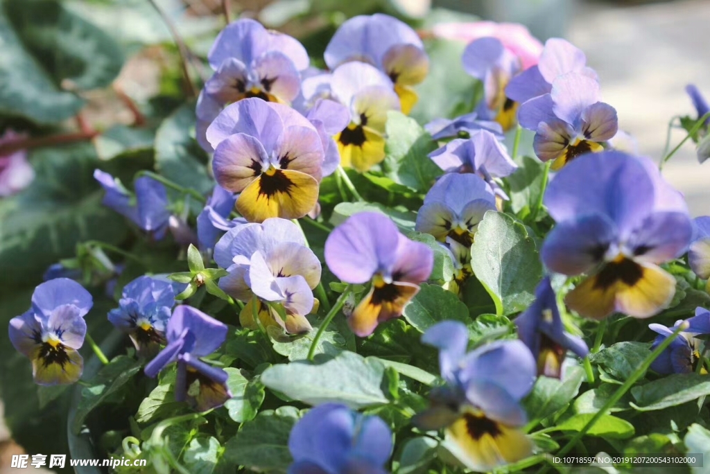 鲜花