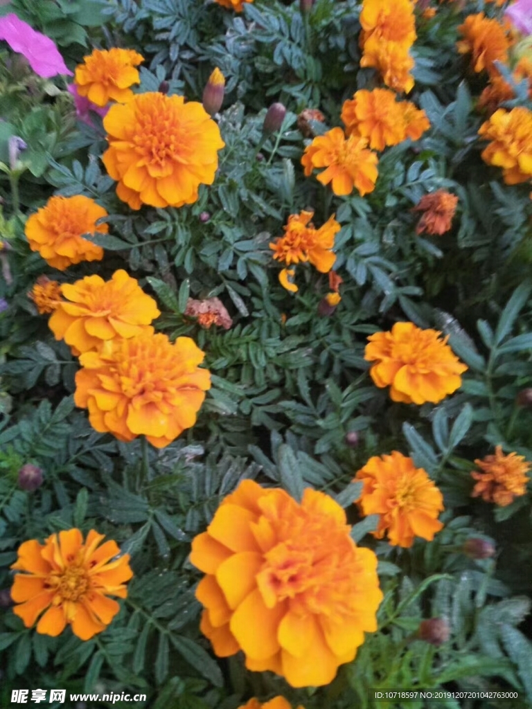 鲜花