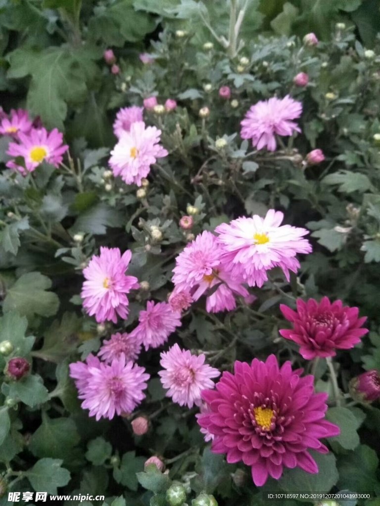 鲜花