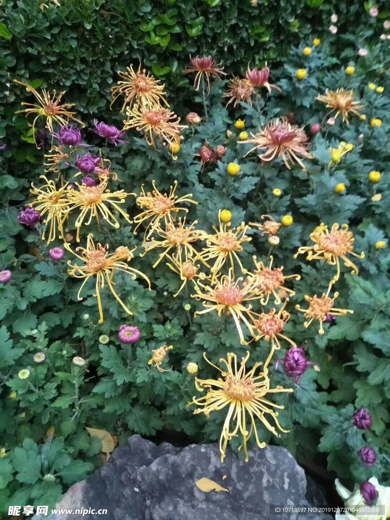 鲜花